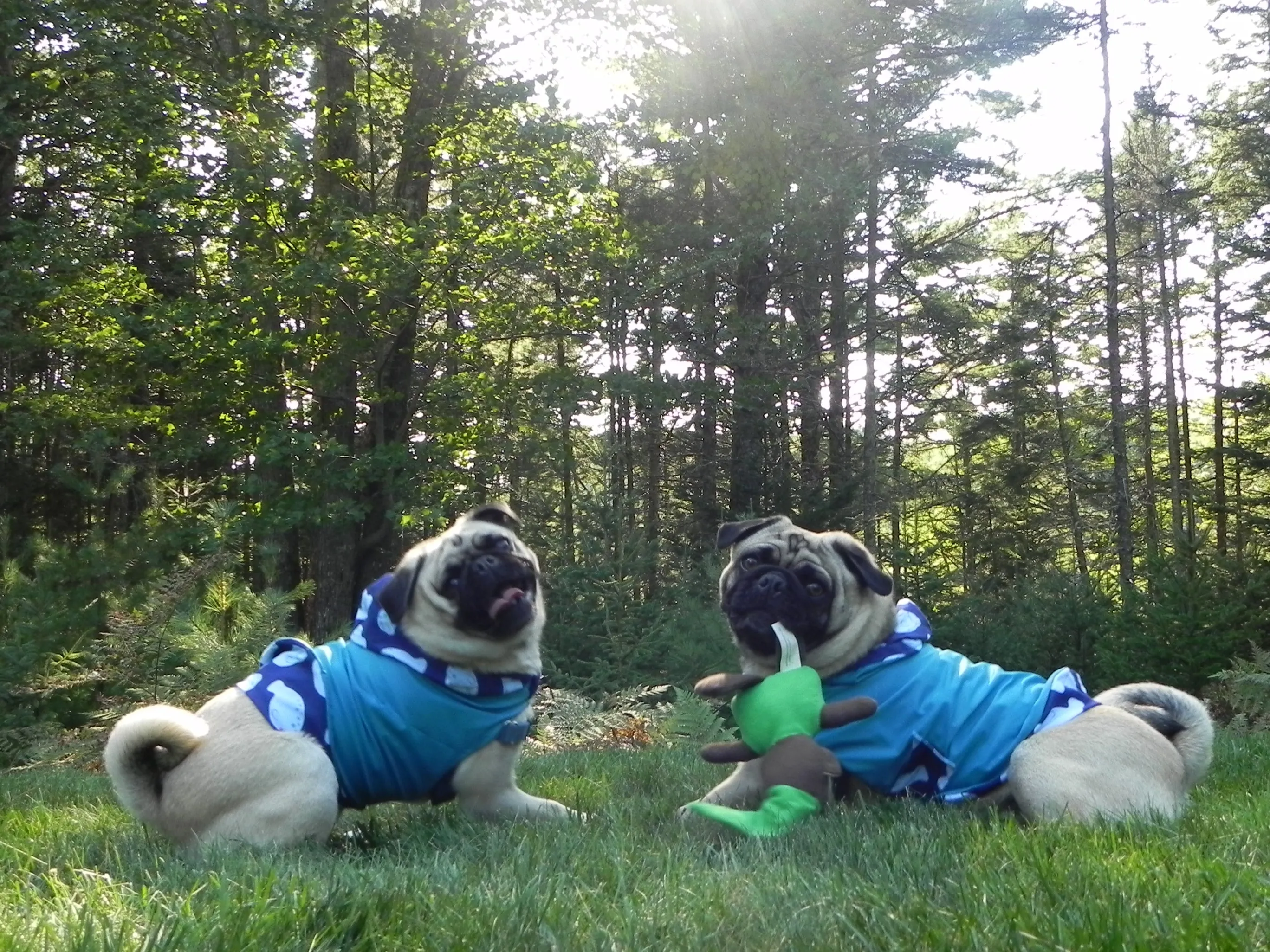 Raincoats for Pugs: Tropical Rain Hoodie Turquoise