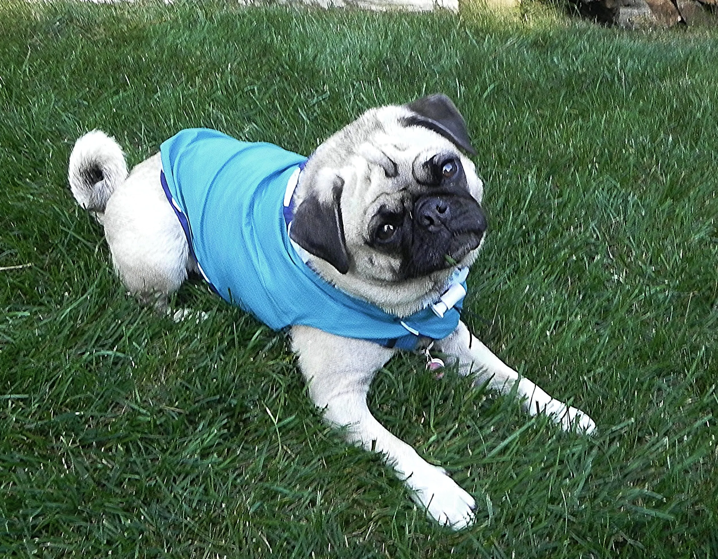 Raincoats for Pugs: Tropical Rain Hoodie Turquoise