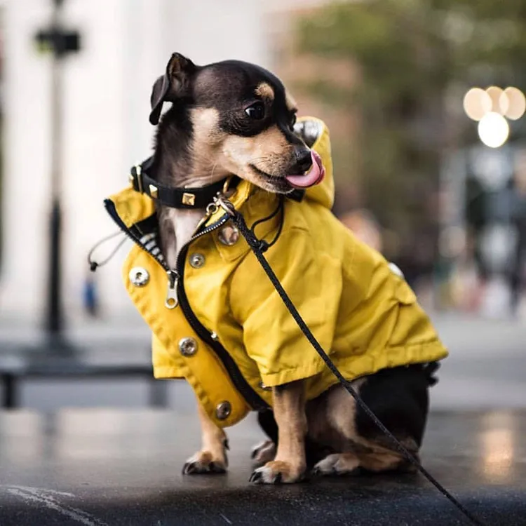 Stylish Waterproof Dog Jacket & Windbreaker