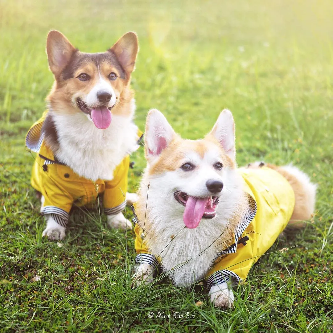 Stylish Waterproof Dog Jacket & Windbreaker