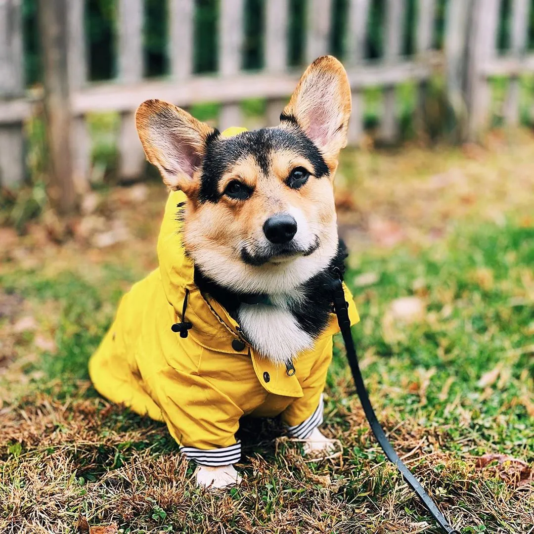 Stylish Waterproof Dog Jacket & Windbreaker